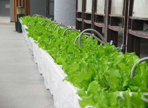 自动补水有机蔬菜种植箱